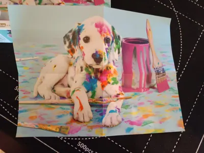The Funny Dalmatian — Photo 2