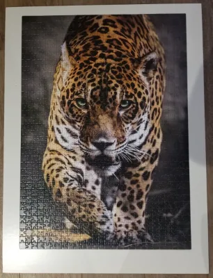 Jaguar, photo 1