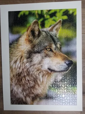 loup gris européen