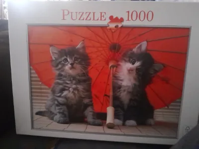 Chatons sous ombrelle