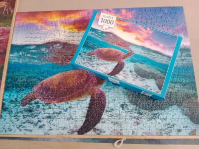 tortue · photo 3