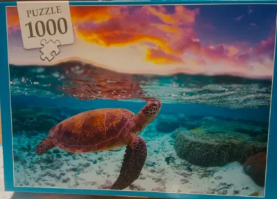 tortue · photo 1