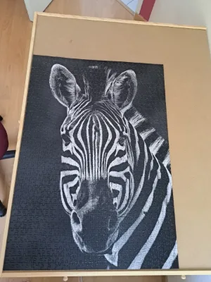 Zebre — photo 2