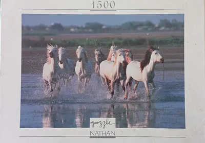 Cantering in the Camargue — photo 1