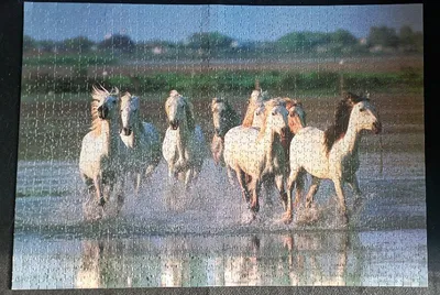 Cantering in the Camargue — photo 4