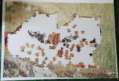 Tigers — photo 3