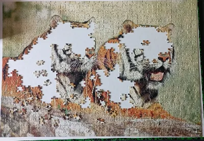 Tigers — photo 4