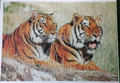 Tigers — photo 1