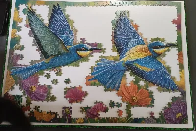 Colibris bleu — photo 5