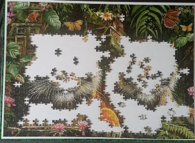 Tigers in the jungle — photo 4