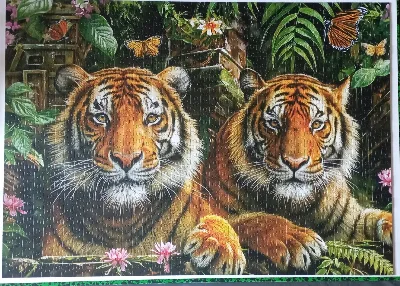 Tigers in the jungle — photo 1