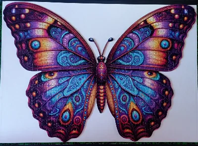 Butterfly · photo 1