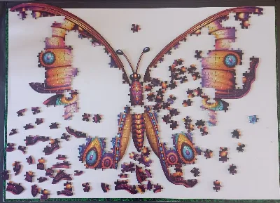 Butterfly · photo 4