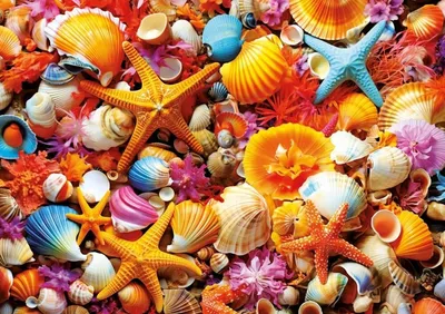 Collage de coquillages · photo 2