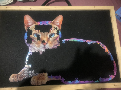 Cat · photo 3