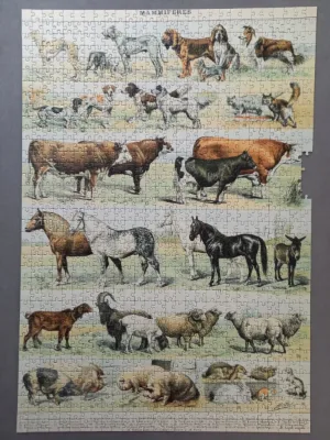 Illustration du Nouveau Larousse Illustré : Mammifères XIXè Siècle · photo 1