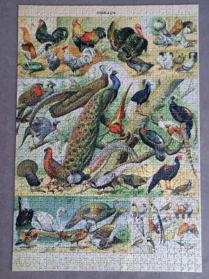 Illustration du Nouveau Larousse Illustré : Oiseaux XIXè Siècle · photo 1