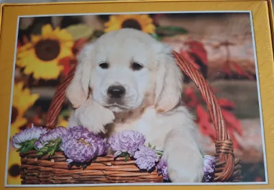 Labrador · photo 2