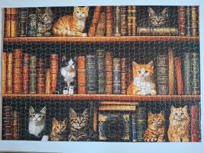 Bibliothèque chat · photo 1