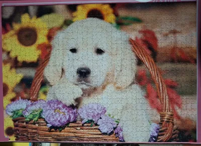 Labrador · photo 1