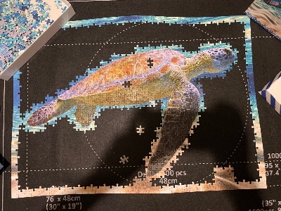 Turtle in the Ocean · photo 4