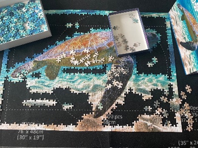 Turtle in the Ocean · photo 3