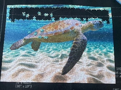 Turtle in the Ocean · photo 2