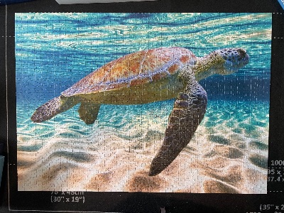 Turtle in the Ocean · photo 1