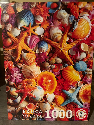 Collage de coquillages · photo 1