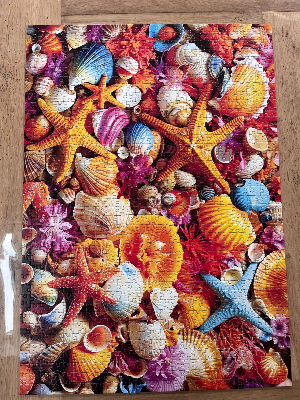 Collage de coquillages · photo 2