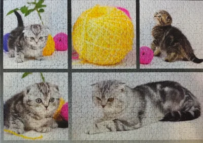 Chatons British Shorthair · photo 2