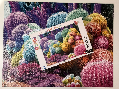 Arc en ciel de cactus · photo 4