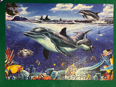 Dolphins in the Sea — photo 1