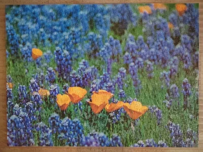 Tapis de crocus · photo 1