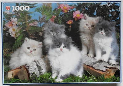 Persian Kittens