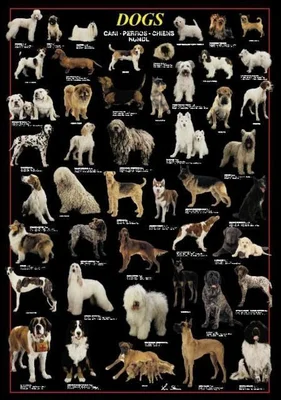 DOGS