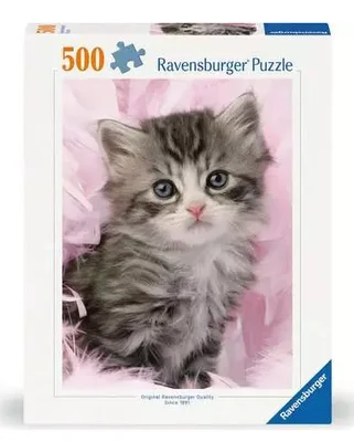 Douceur de chaton