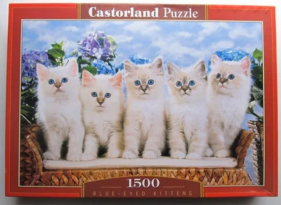 Blue-eyed Kittens