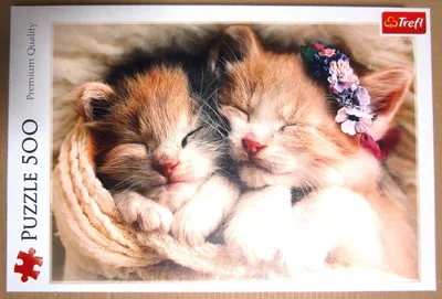 Sleeping Kittens