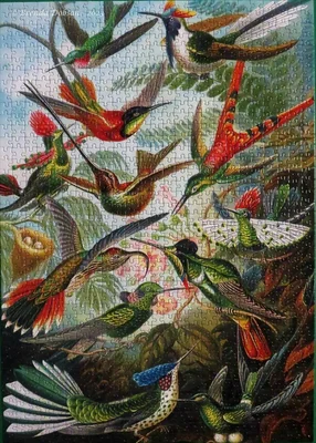 Hummingbirds