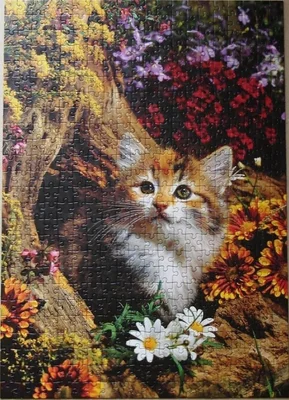 Kitten in Autumn