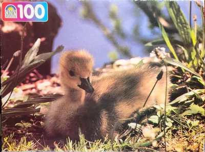 Quacker