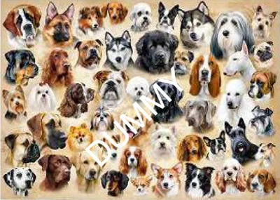 Collage with Dogs