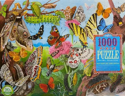 Butterflies and Moths