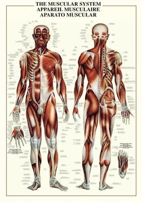 THE MUSCULAR SYSTEM