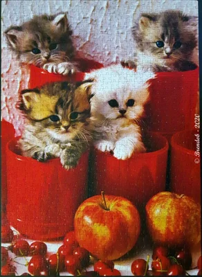 Kittens in Pots