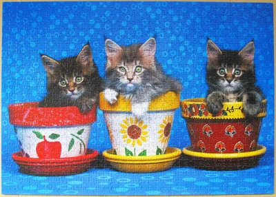The Kittens Brothers
