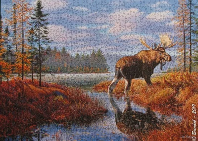 Moose Marsh