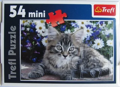 Young Maine Coon Tabby