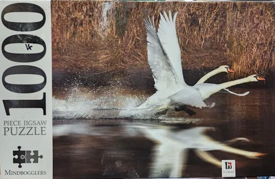 Swans in Flight